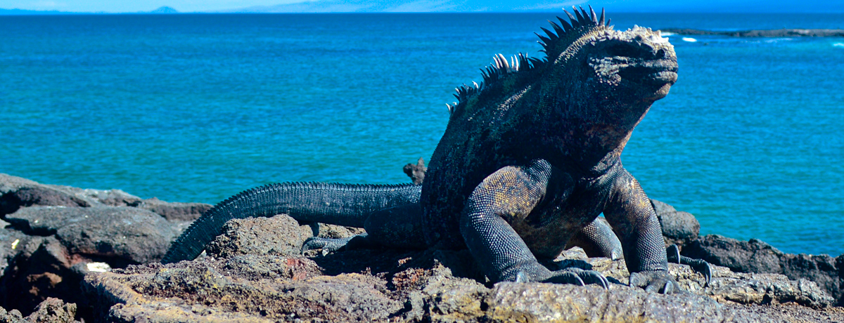 Marine iguana warming itself on a rock