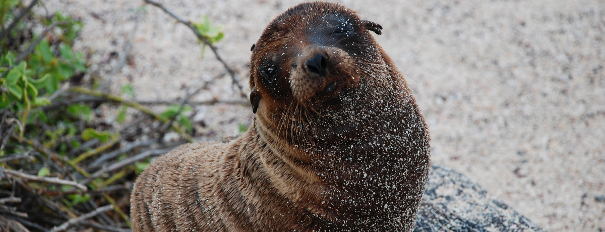Young Galapagos fur seal looking directly at camara