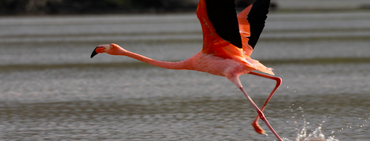 Flamingo preparing to take flight over water