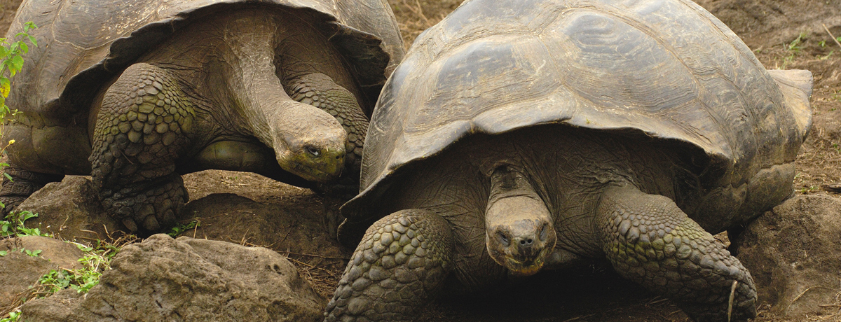 Two large Galapagos turtles