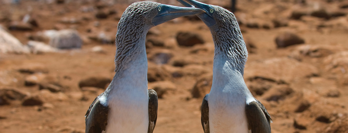 Two blue-footed boobies touching beaks