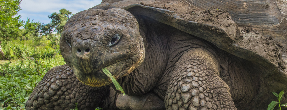 Close-up of Galapagos tortoise eating a blade of grass