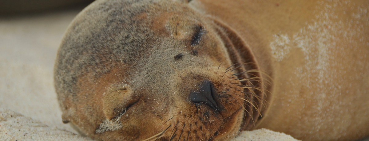 Close-up of sleeping fur seal