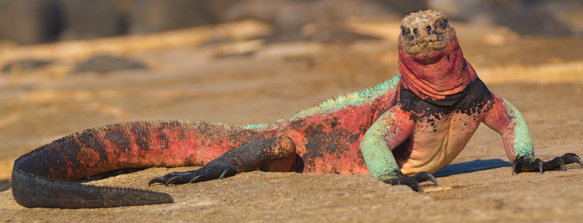 Colorful marine iguana