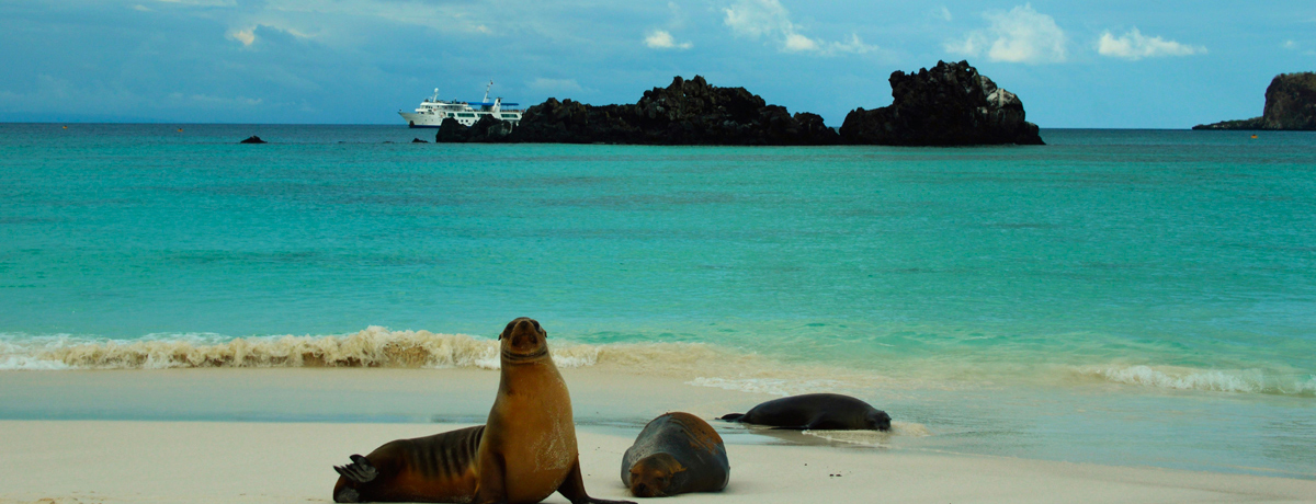 Galapagos fur seal laying on the beach with Isabela II sailing in the water in the background