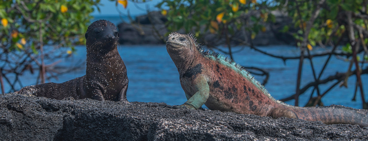 A baby Galapagos fur seal sits next to a marine iguana on a rock