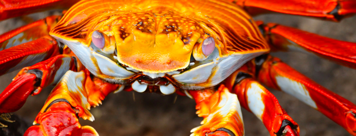 Close-up of Sally Lightfoot crab