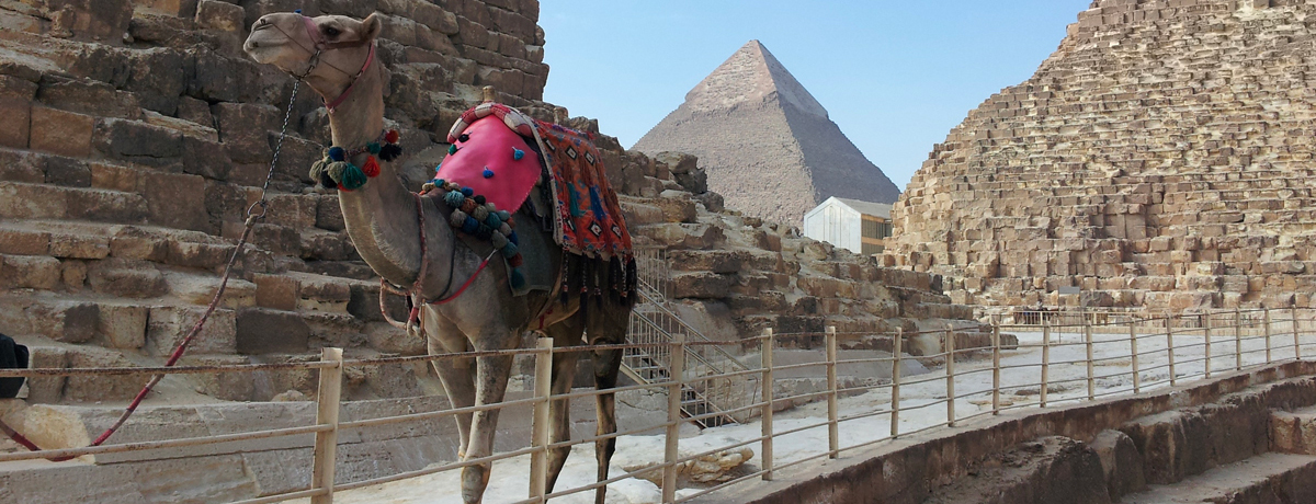 Single camel walking on a bridge at the base of a pyramid