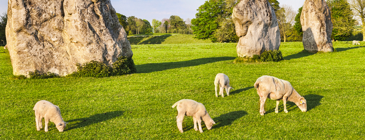 Avebury stones with lambs grazing nearby