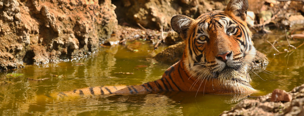 Tiger relaxing in a small pool of water at Ranthambhore National Park