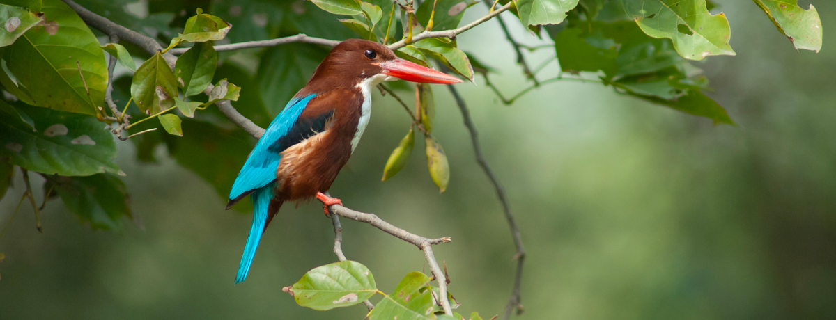 White-throated kingfisher spotted on a tree branch in Keoladeo Bird Sanctuary