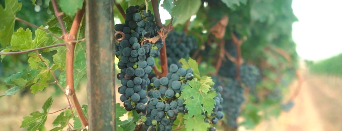 Close-up of grape vines at Golan Heights Winery