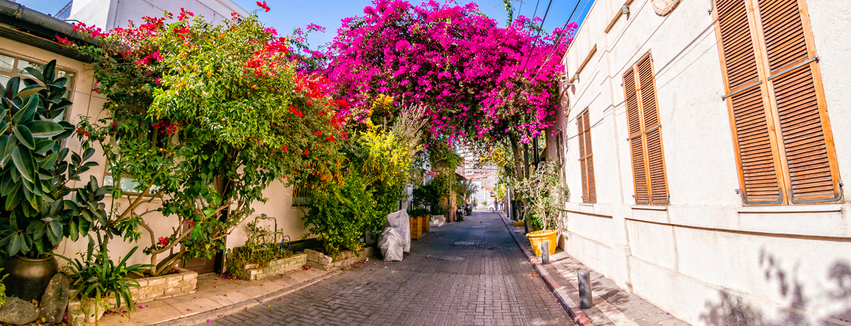 Pink bougainvillea flowers blooming over a road in the historic Neve Tzedek district