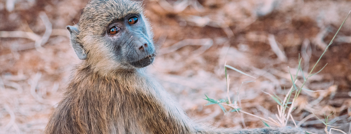 Small juvenile monkey spotted in Amboseli National Park