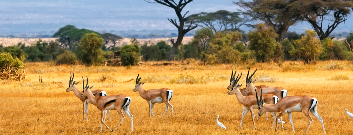 Amboseli National Park landscape with acacia trees in background and grazing gazelles in foreground