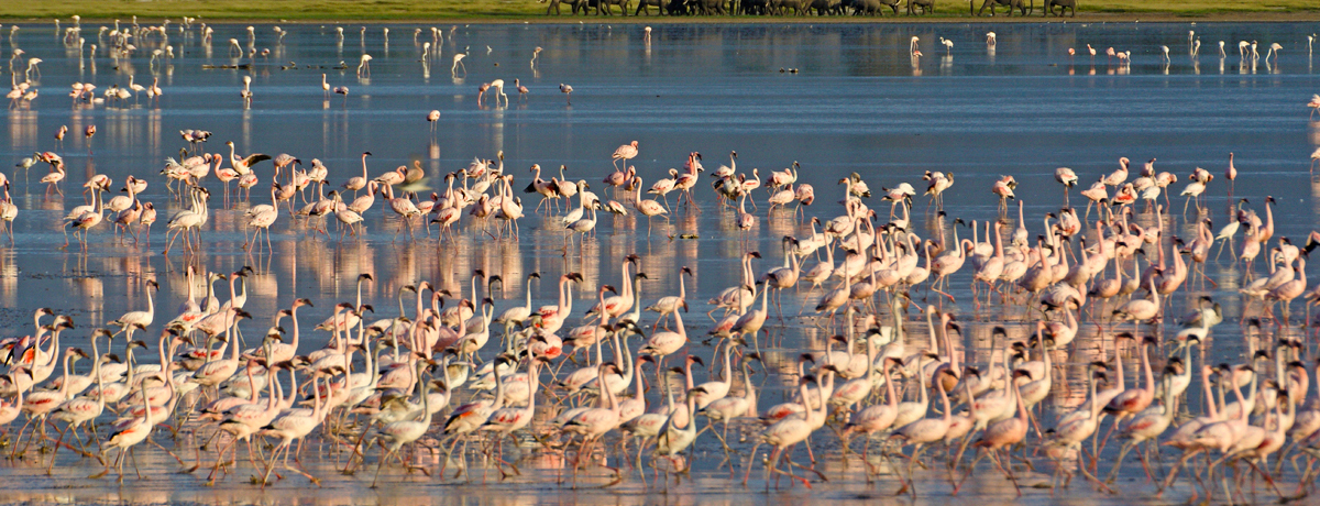 Flocks of flamingos wading through water in Amboseli National Park