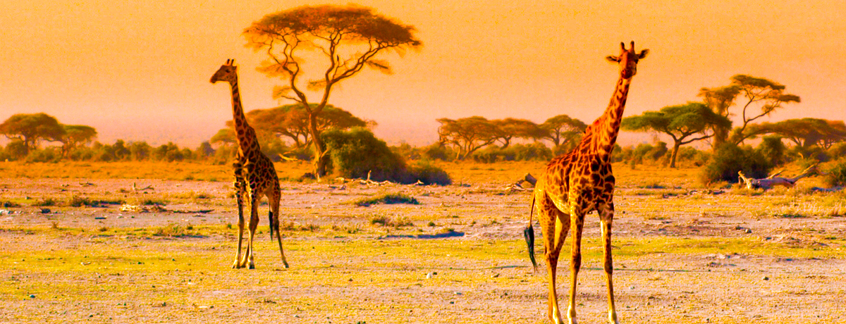 Giraffes roaming around Amboseli National Park