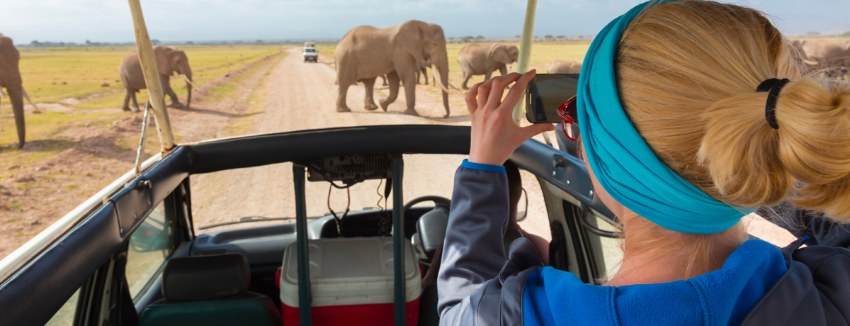 Guest photographic elephants in front of safari vehicle