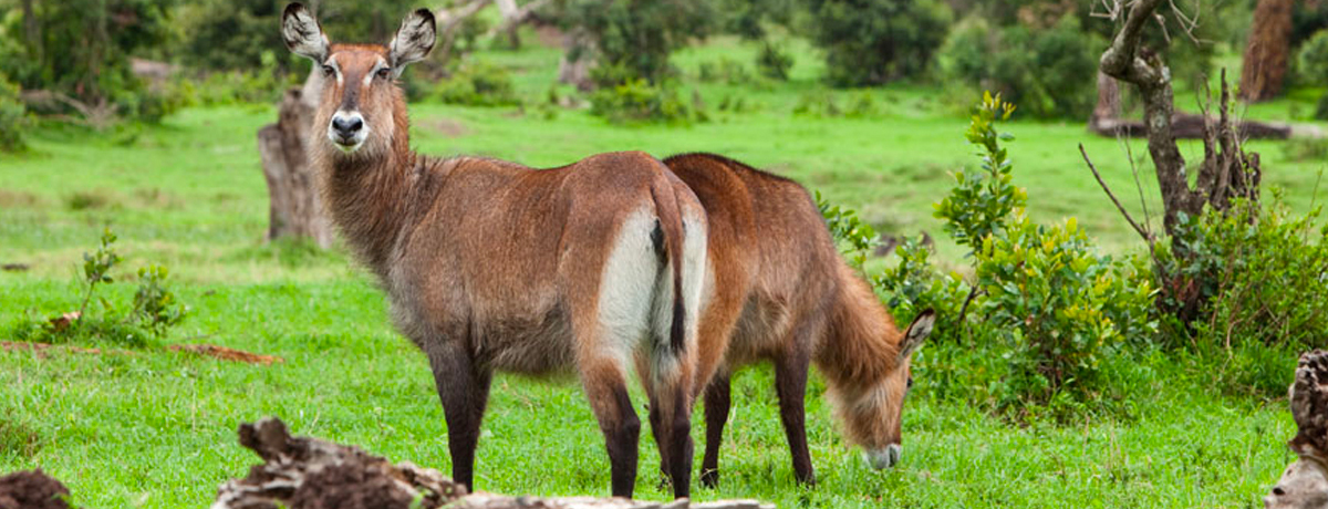 Animals grazing in Ol Pejeta Conservancy