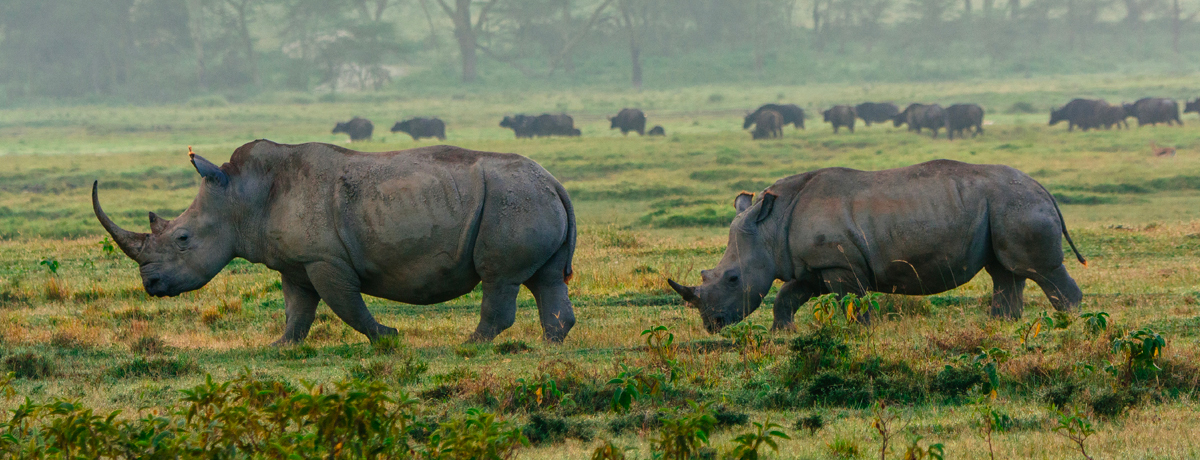 Two large rhinos walking through Lake Nakuru in the morning light