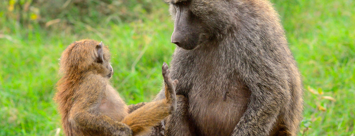 Adult olive baboon with juvenile baboon
