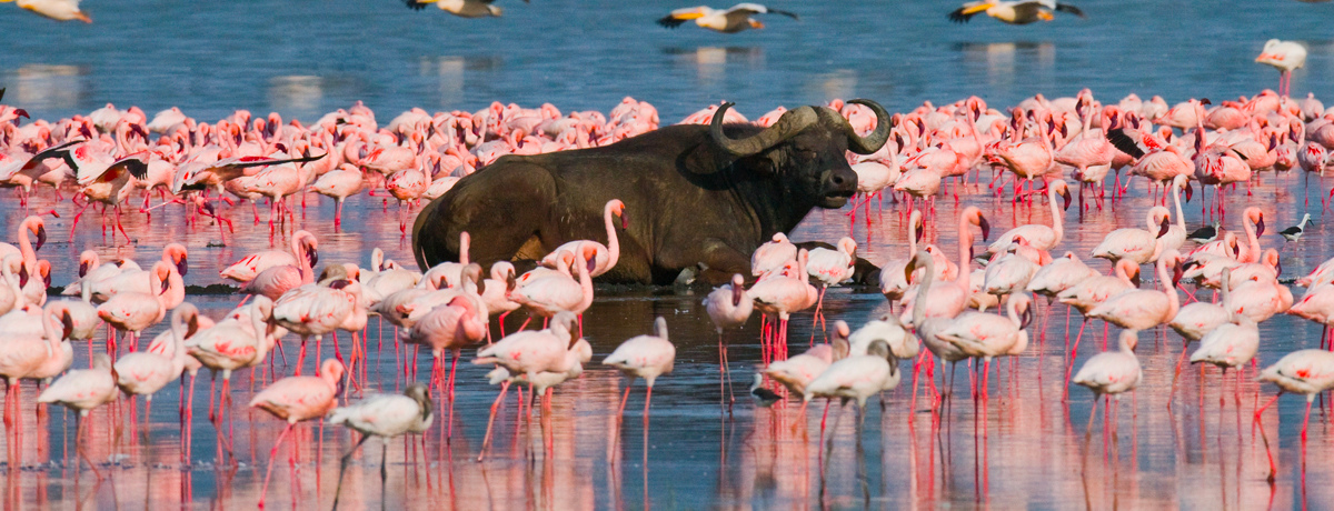 Single buffalo walking through Lake Nakuru through a large flock of flamingos