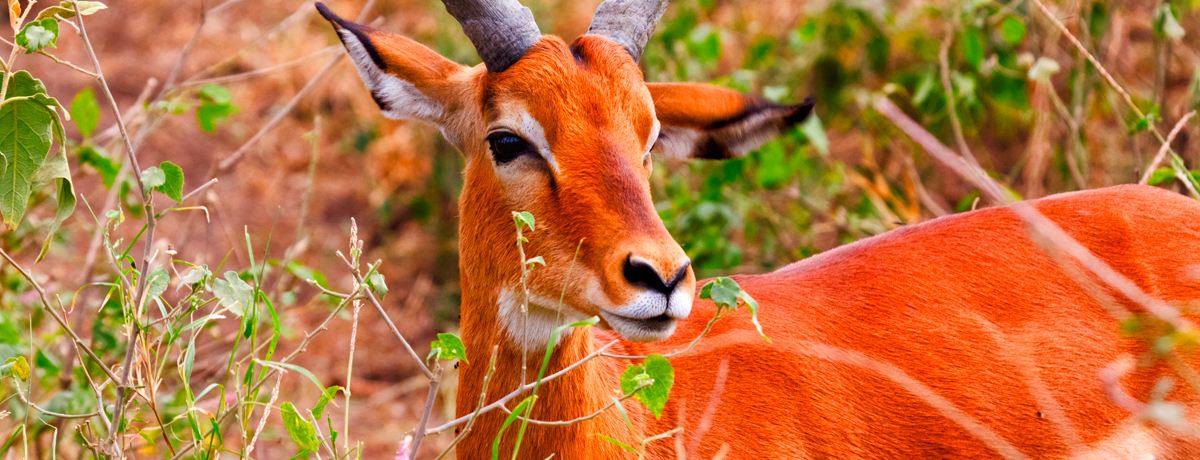 Large male Impala eating grass at Lake Nakuru