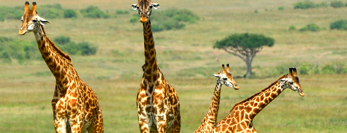 Four Maasai giraffes seend at Maasai Mara Game Reserve