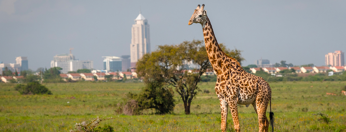 Nairobi skyline in background with giraffe walking in the foreground
