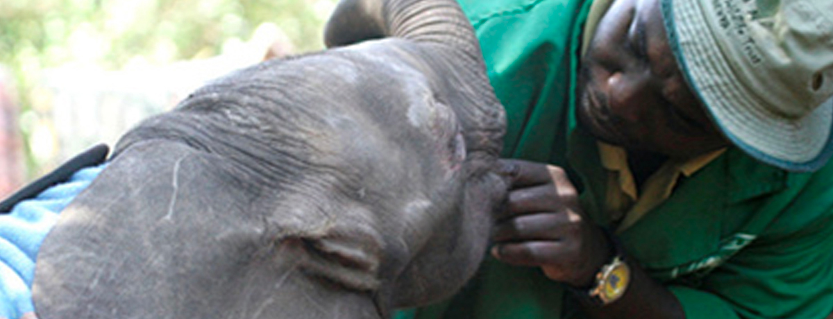 Staff member of Sheldricks Elephant Orphanage examining baby elephant's mouth
