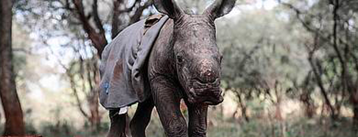 Baby rhino at Sheldricks Elephant Orphanage