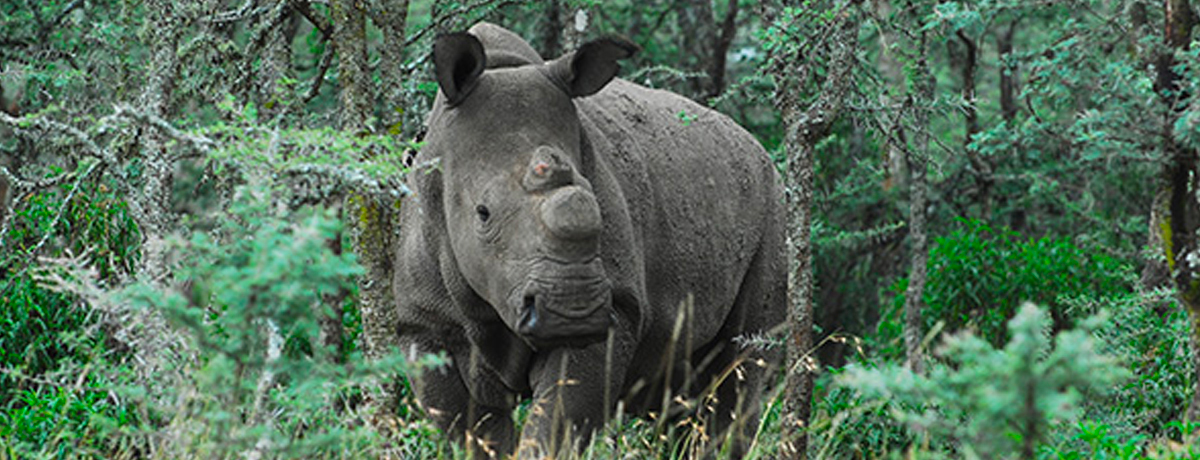 Large rhino walking through dense foilage