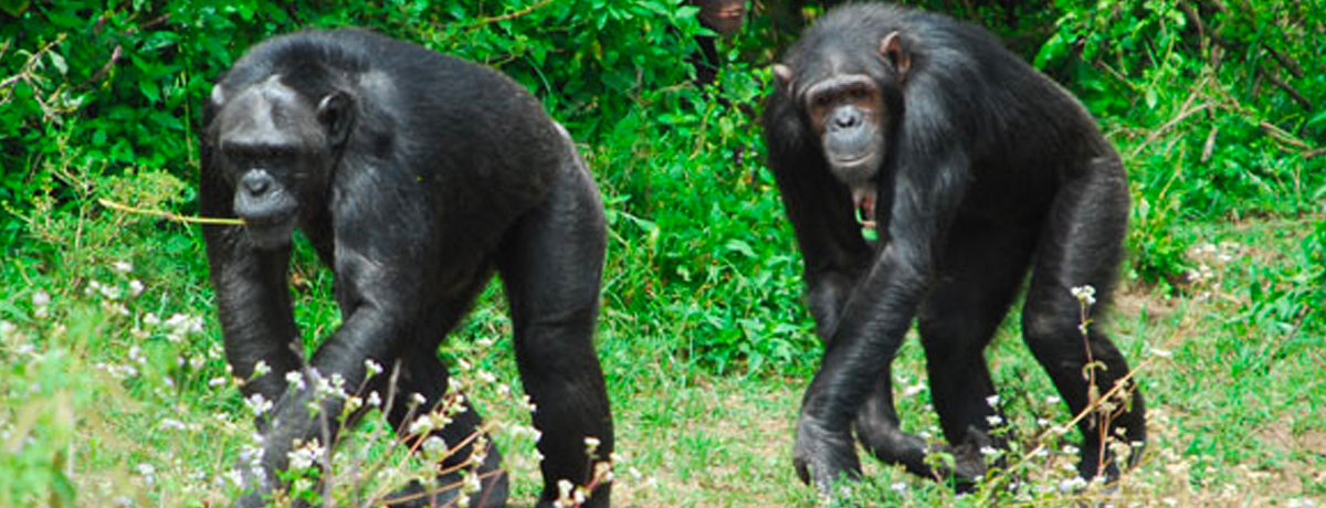 Ol Pejeta Conservancy's chimpanzee sanctuary