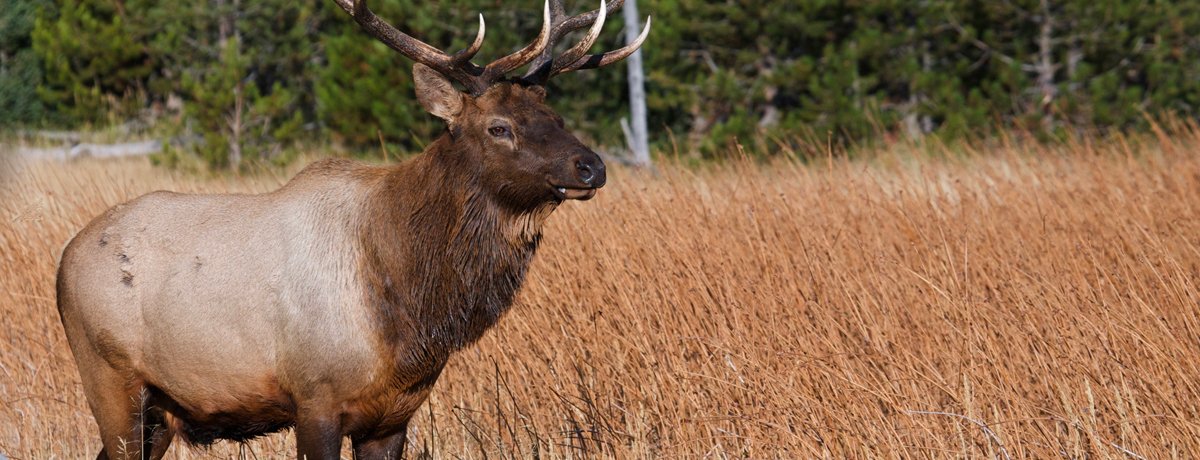 Male elk in a field