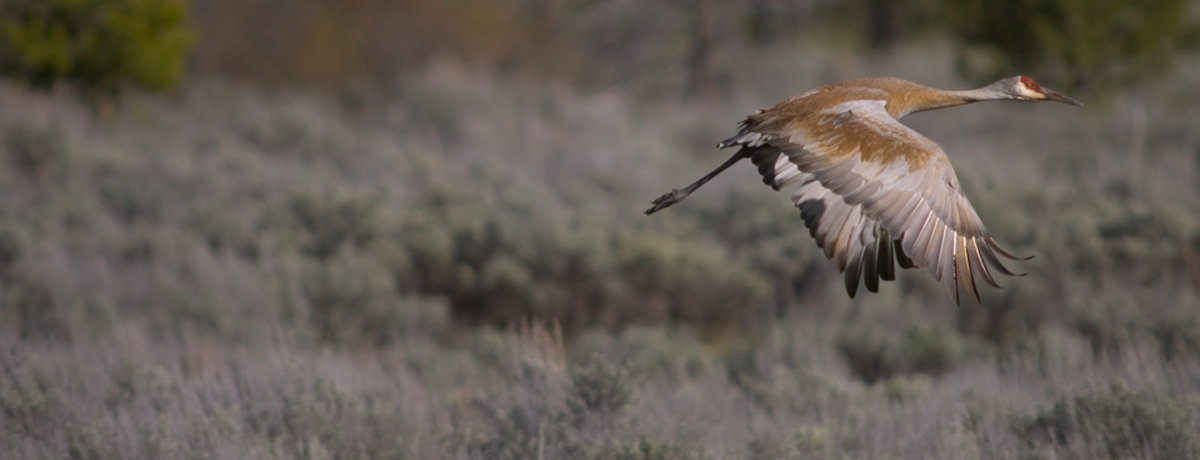 Sandhill crane in flight