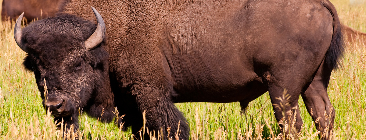 Bison grazing