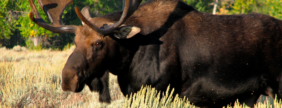 Moose walking through field