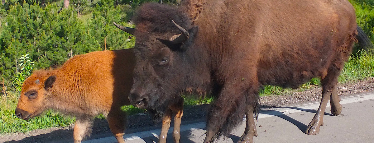 Buffalo and baby buffalo