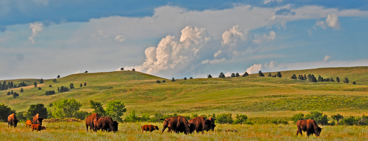 Herd of buffalo walking through grassy plain