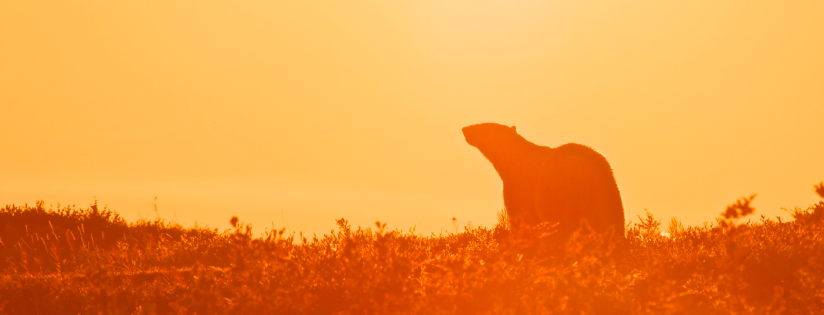 Single bear on the horizon during sunset