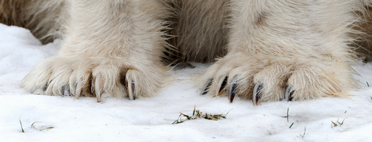 Close-up of bears front paws