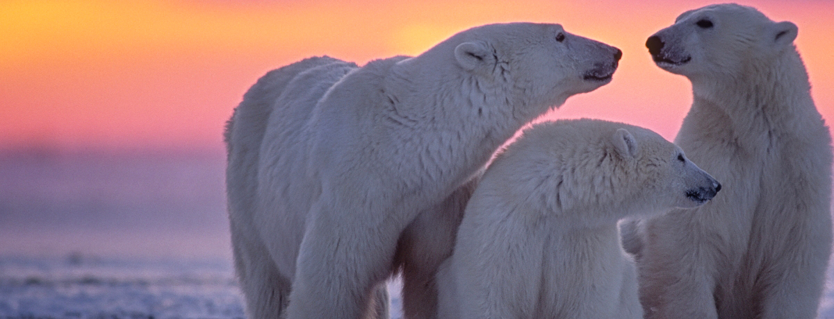 Three bears close together with sunset in the background