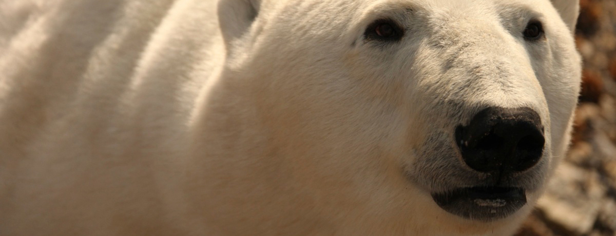 Close-up of bear's face