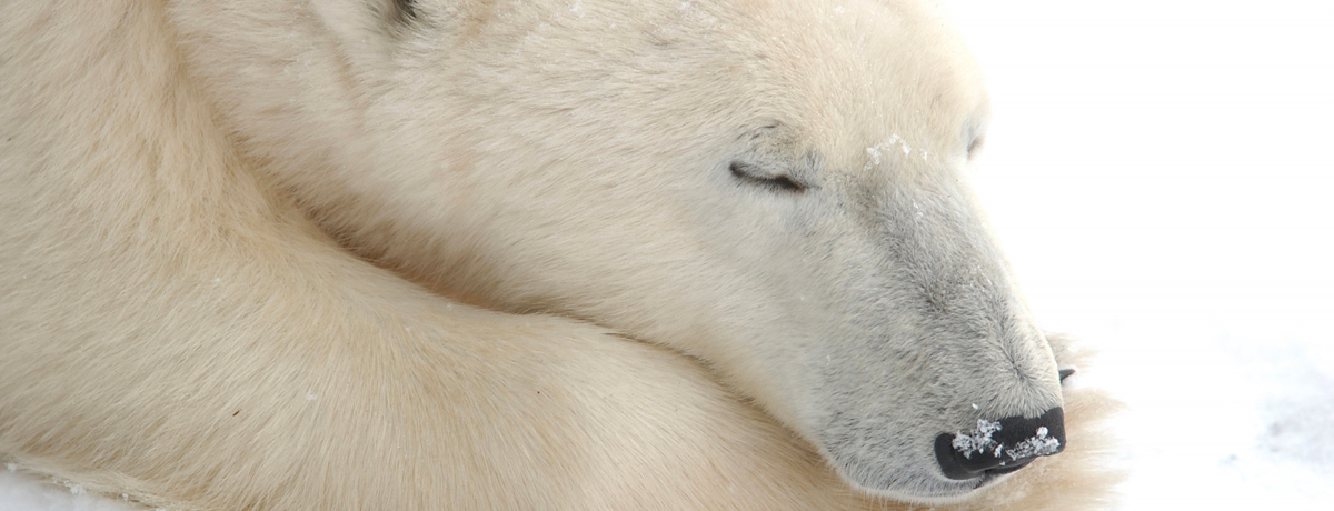 Close-up of bear sleeping