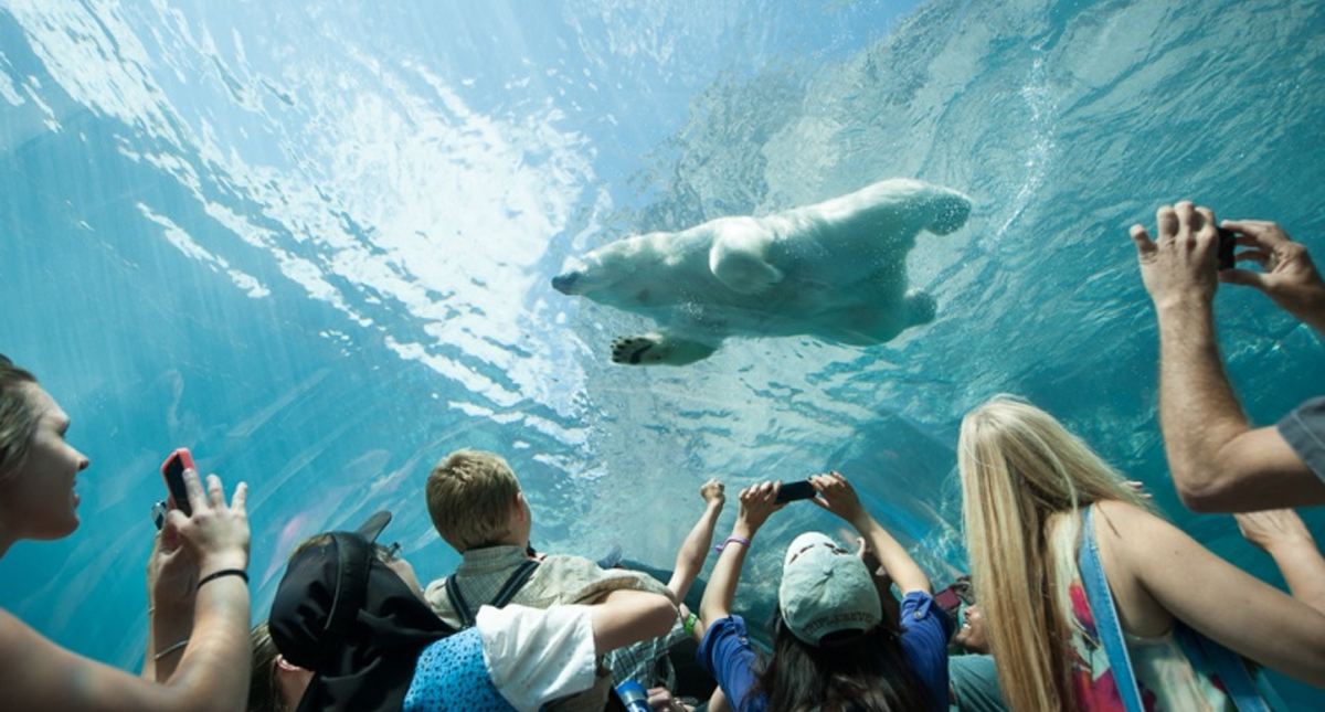 Visitors photographing swimming polar bear at Assiniboine Park Zoo