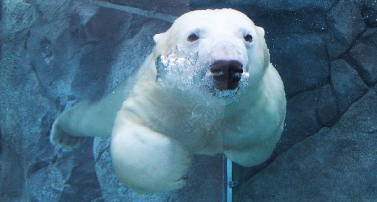 Close-up of swimming polar bear