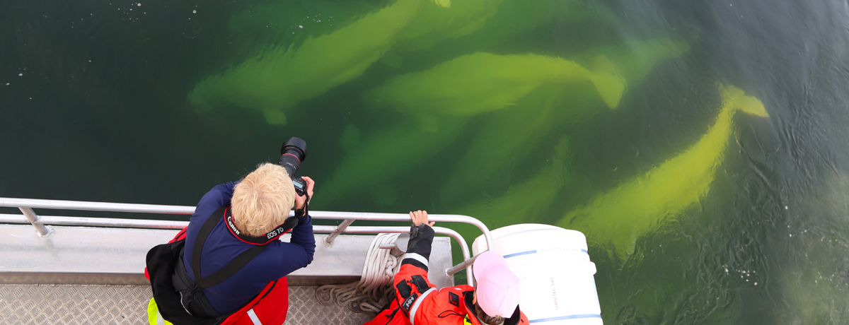 Guests photographing beluga whales swimming by their boat