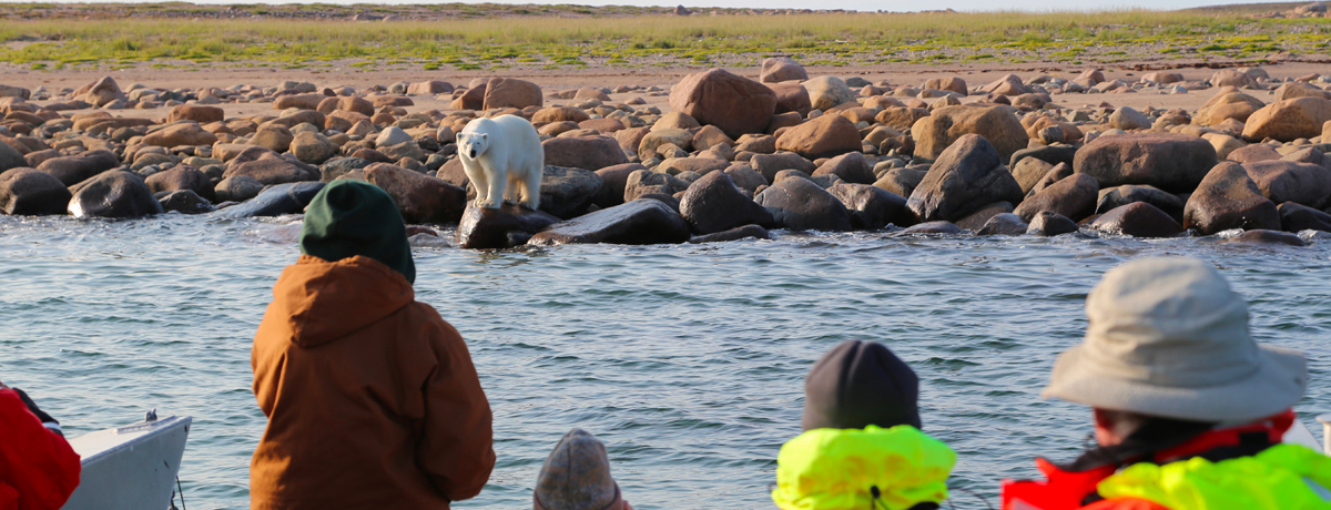 Guests watching a polar bear on the coastline from the water