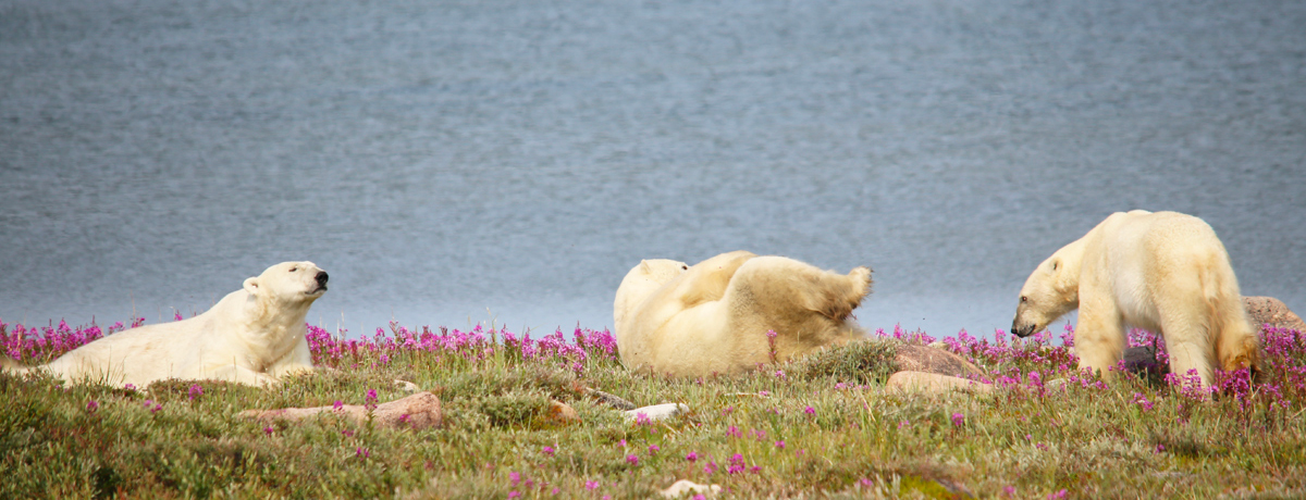 Polar bears frolicking in the grass