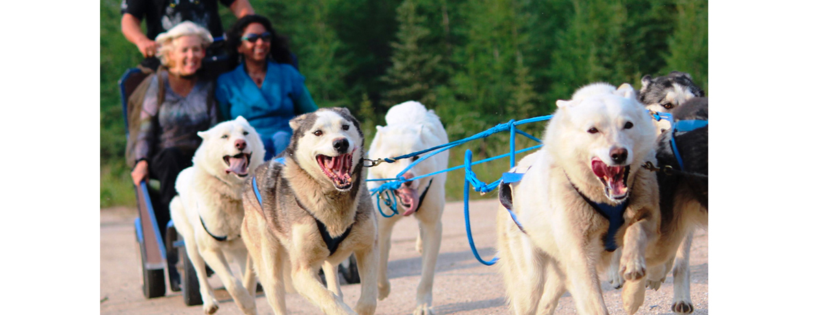 Guests on a dog mushing ride